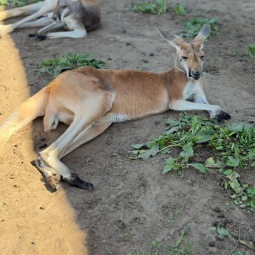 Kangaroo resting on the ground.