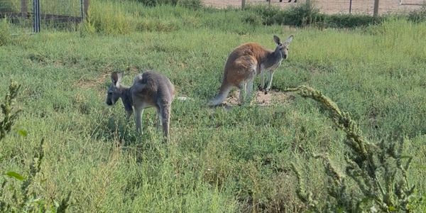 Two kangaroos in a grassy field.