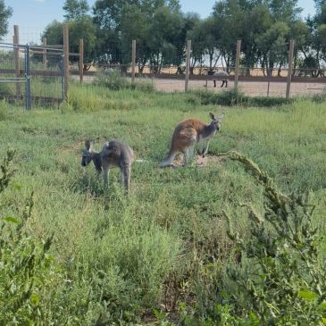 Two kangaroos in a grassy field near a fence.