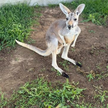 A kangaroo standing on dirt and grass.