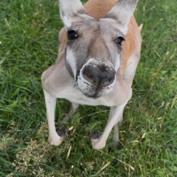 Close-up of a kangaroo on grass.