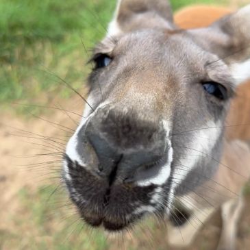 Close-up of a kangaroo's face.