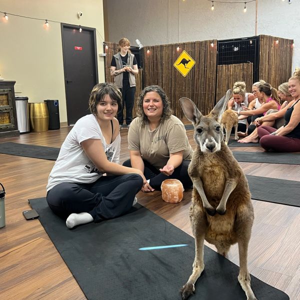 People doing yoga with kangaroos indoors.