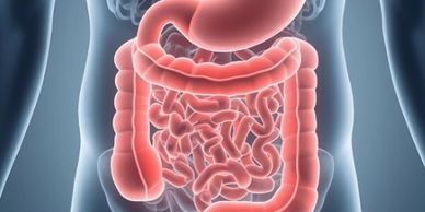 An image of the gastro-intestinal system.