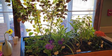 Picture of a therapeutic indoor raised garden with plants.