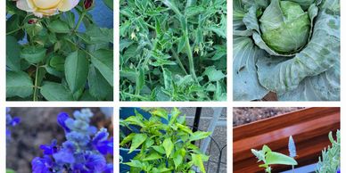picture collage of  vegetables and flowers in a small kitchen garden.