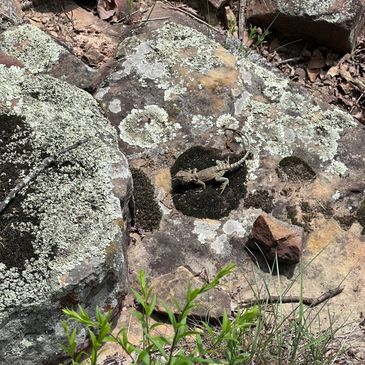 C. collaris - commonly called the collared lizard. This is the State reptile of Oklahoma. This is a 