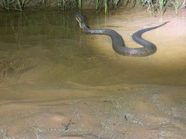 A. piscivorus - commonly calles cottonmouth or water moccasin. This is a photo taken of the venomous