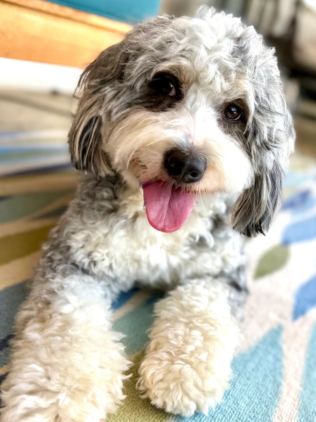 
Willow our 2yr old dam is a mini F1 Bernedoodle. merle in color, and weighs 28lbs