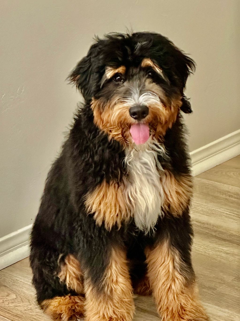 BOHDI is our 1 year old  F1 bernedoodle sire.  He is tri-color, and weighs 32lbs