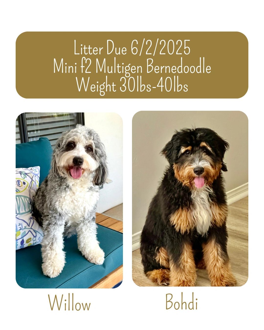 Puppies are here.  See video below.  Will be giving each puppy their own page as they get older.  