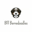 BFF Bernedoodles