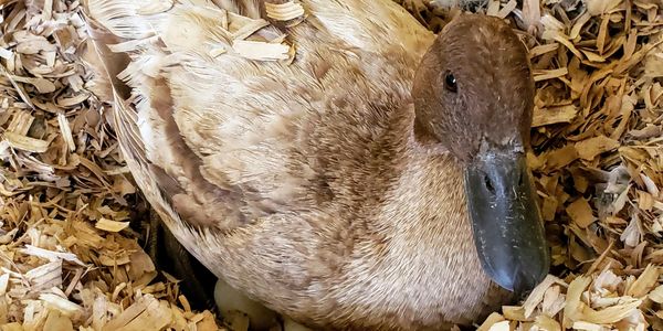 Happy Duck...🦆