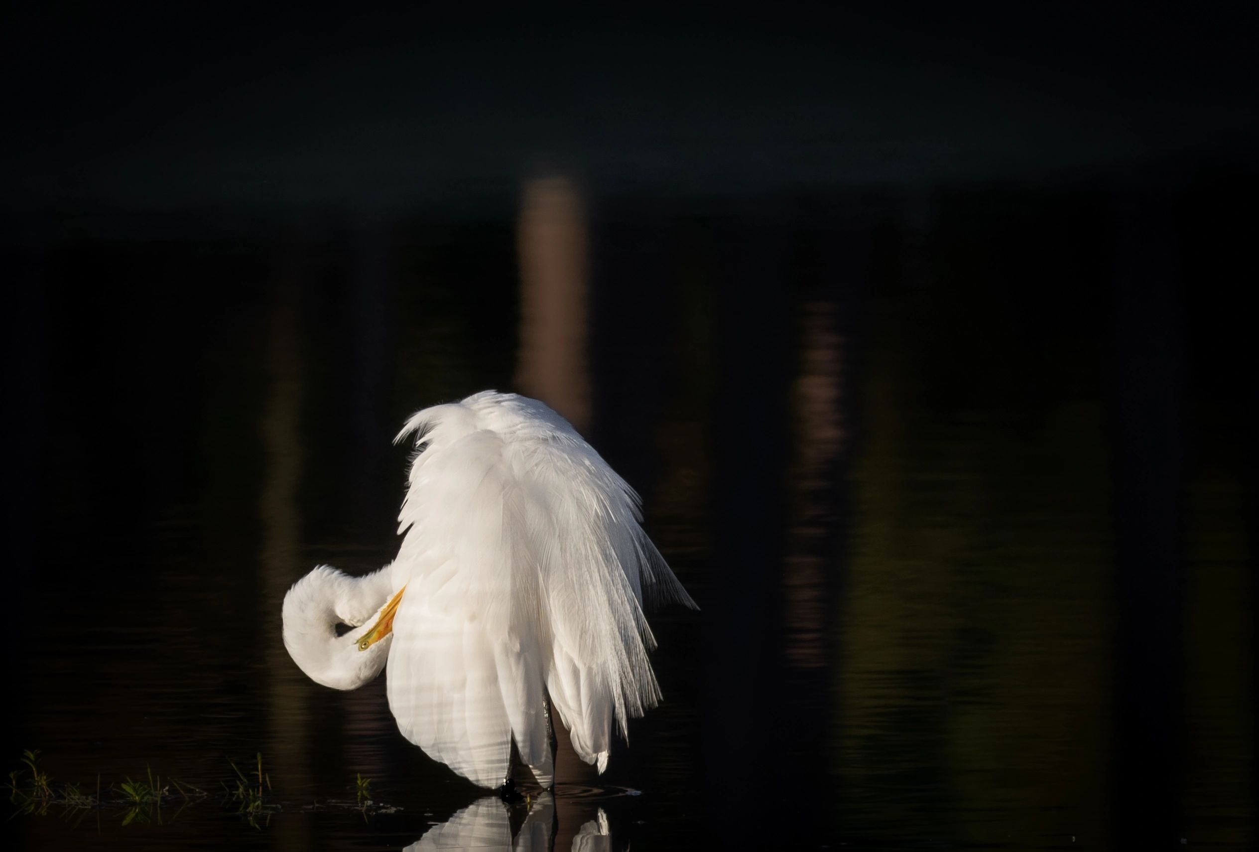 Morning preening session. 