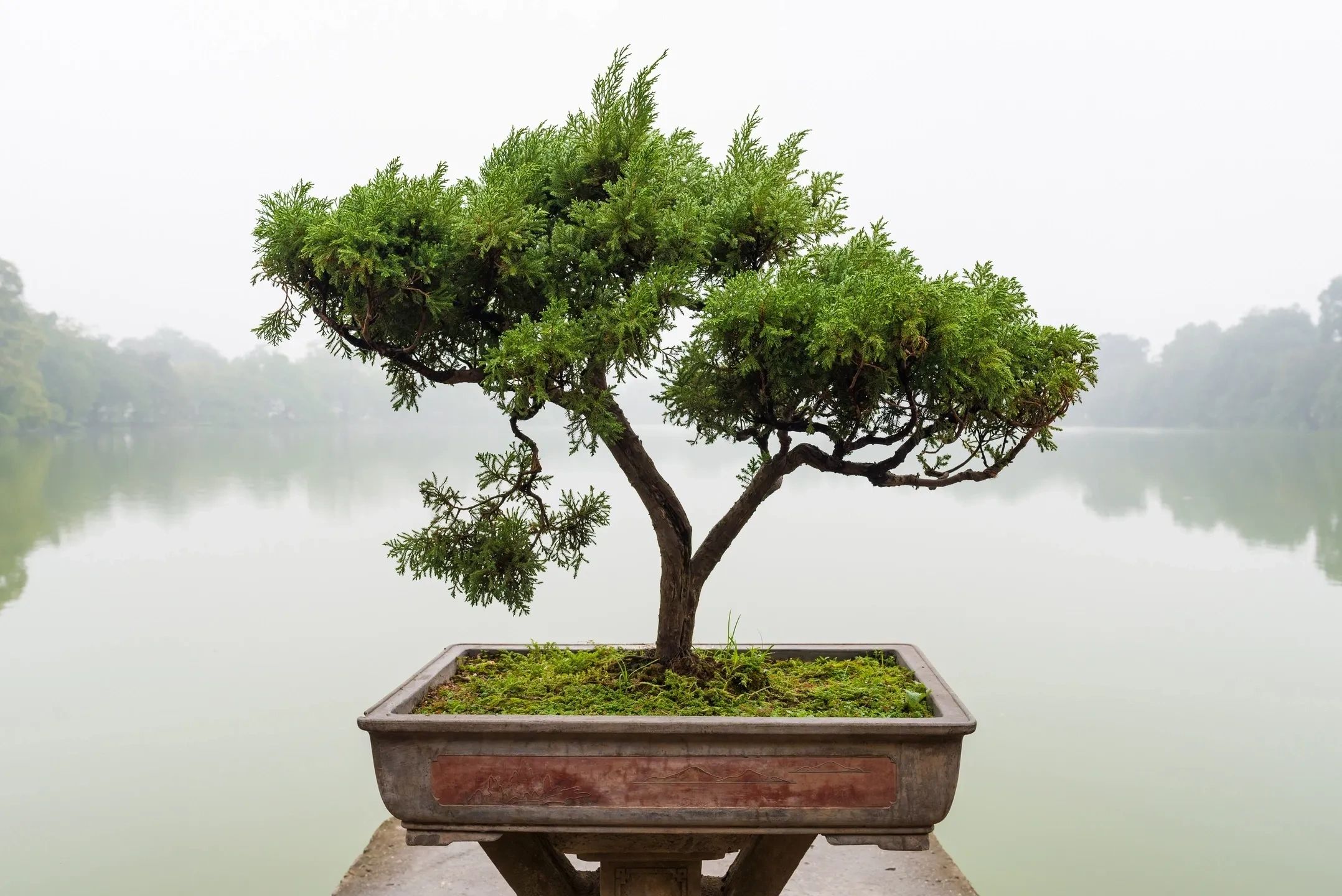 A bonsai plant in front of a lake