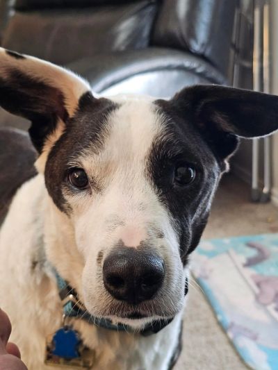 Close-up of a black and white dog looking intently.