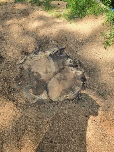 After photo of a stump grinding project in the Masthope area of PA.