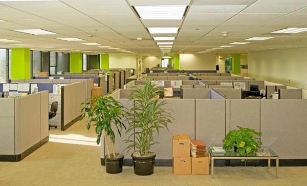 Office cubicle with plants and boxes on the floor