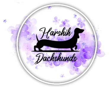 Harshih Dachshunds