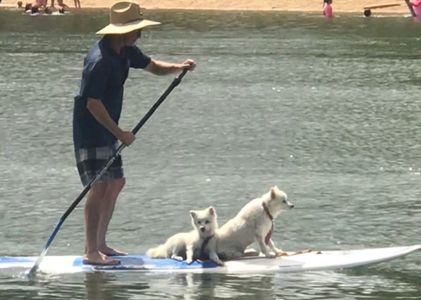 Mike the dog trainer from Happy Dog Training on a paddle board with 2 dogs at a Gold Coast beach