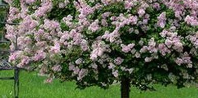 A lilac tree form