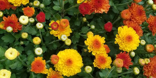 Yellow, orange, and white mums