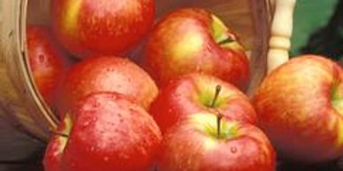 A toppled bucket of red apples
