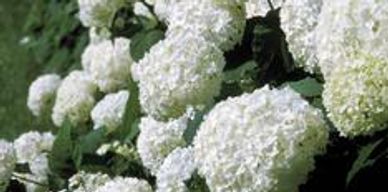 White hydrangea flowers