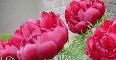 Large, dark red flowers with thin leaves (Fern Peony)