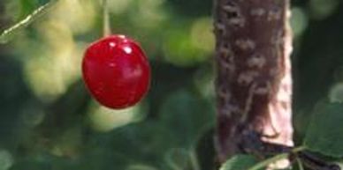 A hanging cherry