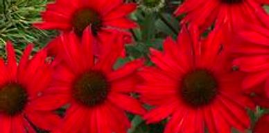 A bunch of red perennial flowers with dark centers