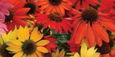 Dark orange and yellow perennials (Echinacea, Cheyenne Spirit)