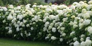 Rows of white hydrangea flowers