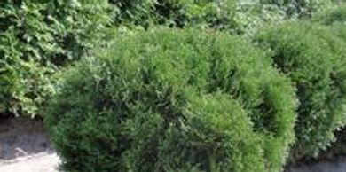 An arborvitae shrub