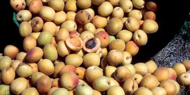 Apricots from a big basket rolling to the ground