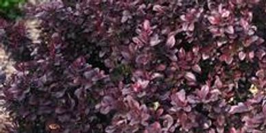 Dark violet barberry shrub leaves
