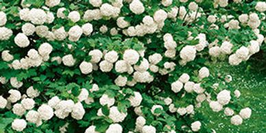 common snowball bush