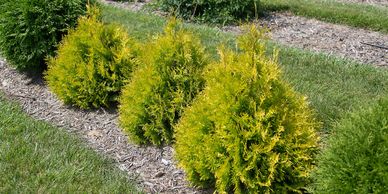 Arborvitae, Lemon Burst