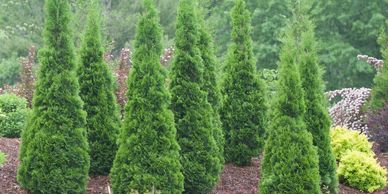 Arborvitae, North Pole