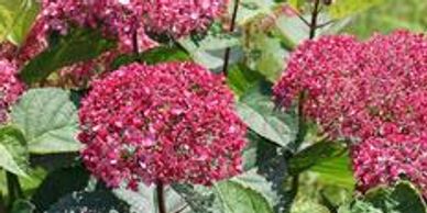 Blooming dark pink hydrangea flowers