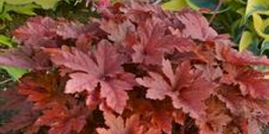 Red and pink perennial leaves