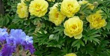 Yellow flowers in a round bush (Peony, Bartzella)