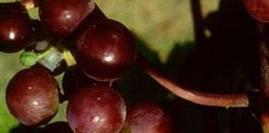 Red colored grapes