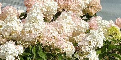 Ornamental tree with white and peach blossoms