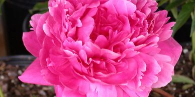 Large fuchsia pink flower (Peony, Kansas)