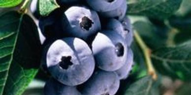 A cluster of blueberries on a tree