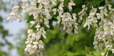 White blooms of a coffee tree