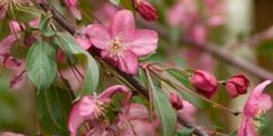 Flowers of a malus tree