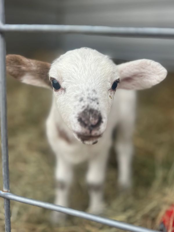 Lamb of Herd 1, 2025