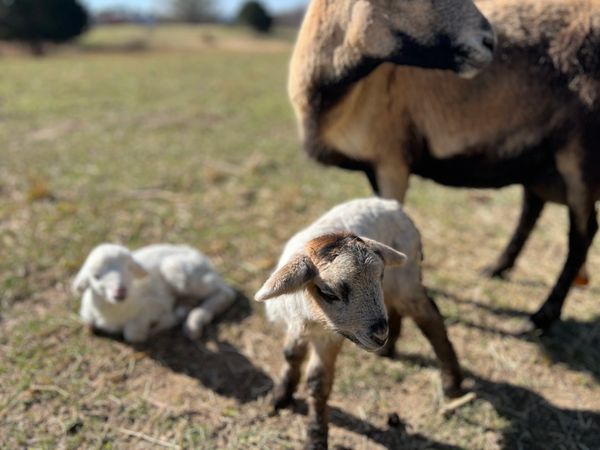 Lambs of Herd 1. 2nd pic